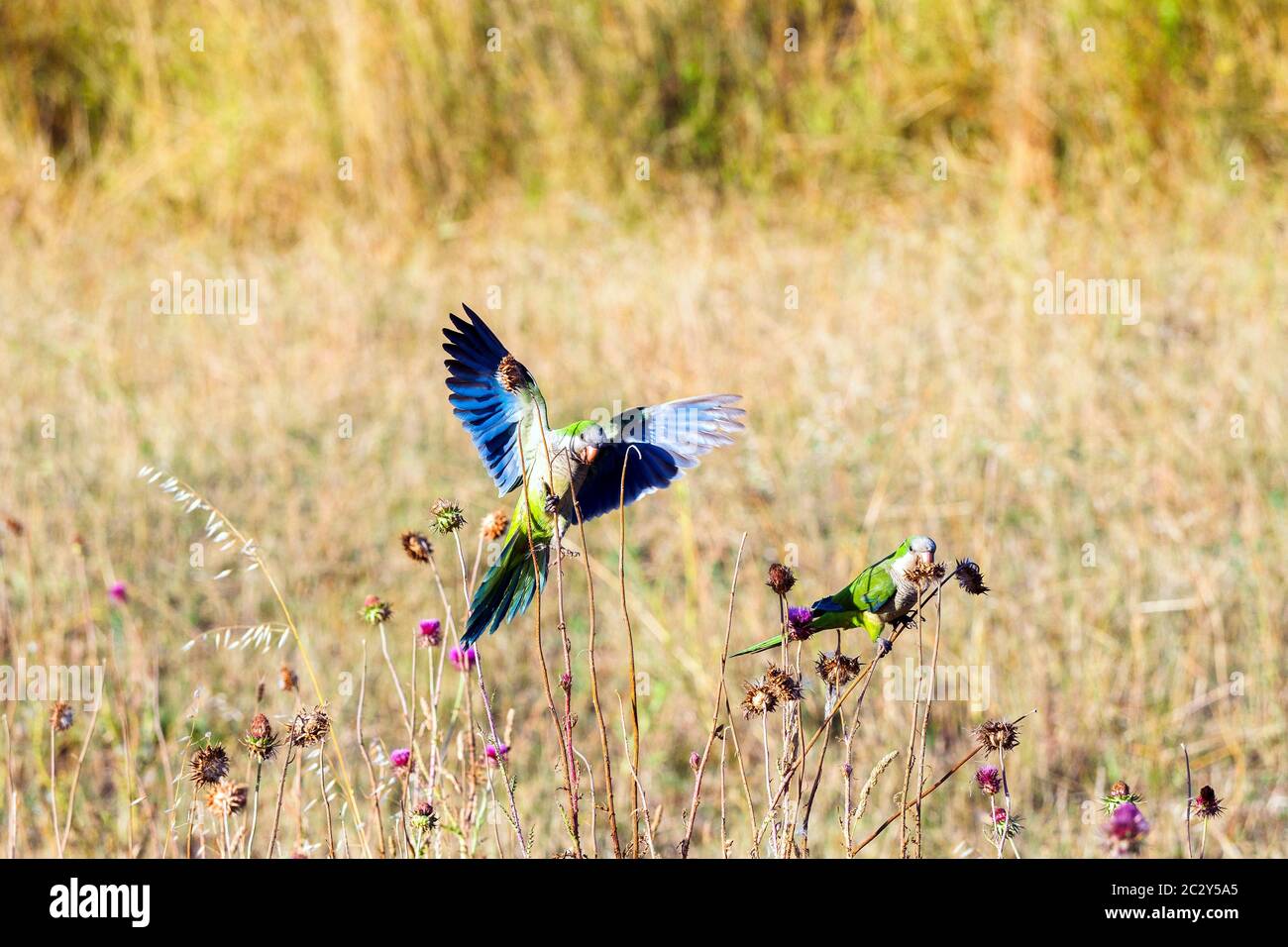 Parakeet rosé à Parco degli Acquedotti - Rome, Italie Banque D'Images