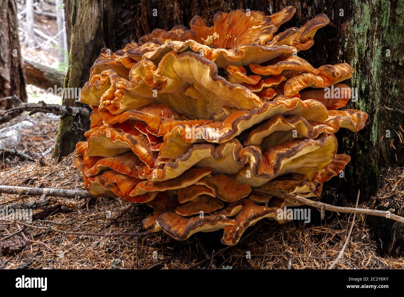 Poulet des Bois (Laetiporus spec, probablement L.l., ou L. conifericola) Banque D'Images