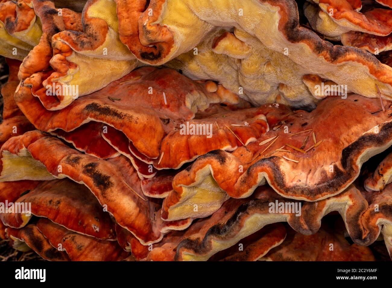 Poulet des Bois (Laetiporus spec, probablement L.l., ou L. conifericola) Banque D'Images