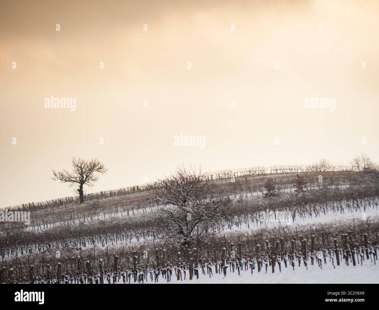 Vignoble avec arbres en hiver avec neige en Autriche Banque D'Images