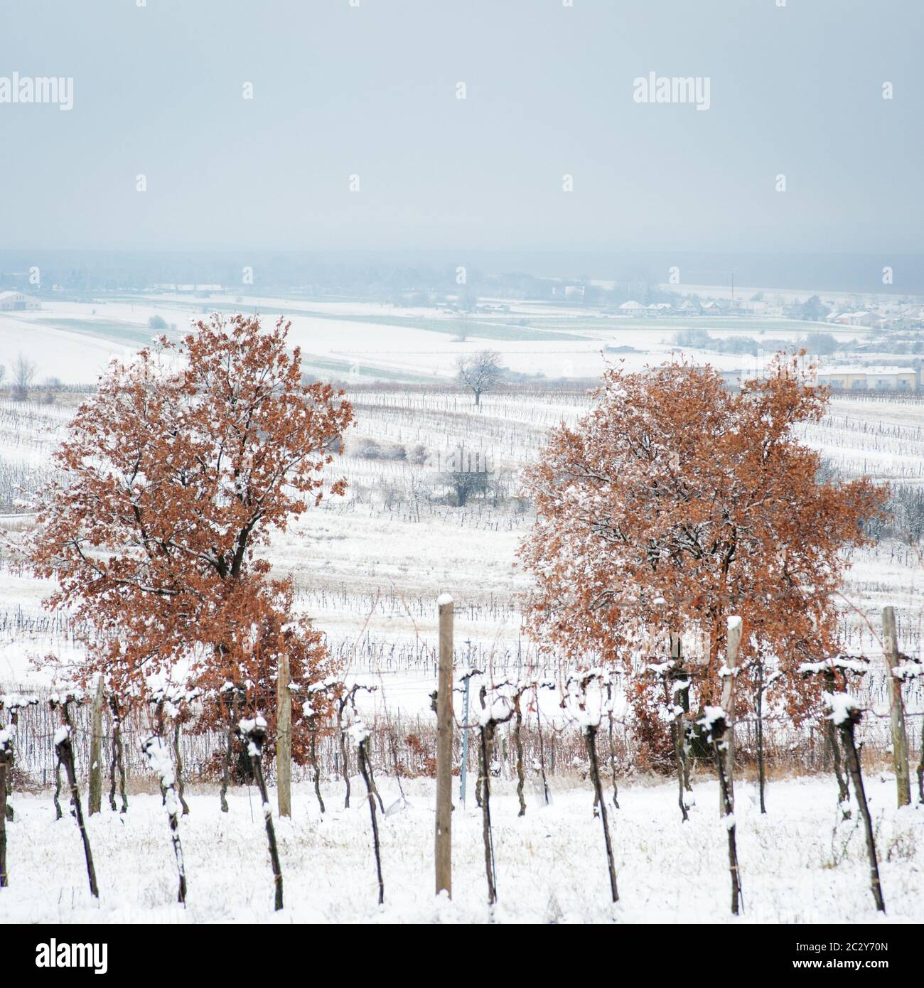 Chêne en hiver avec neige Banque D'Images
