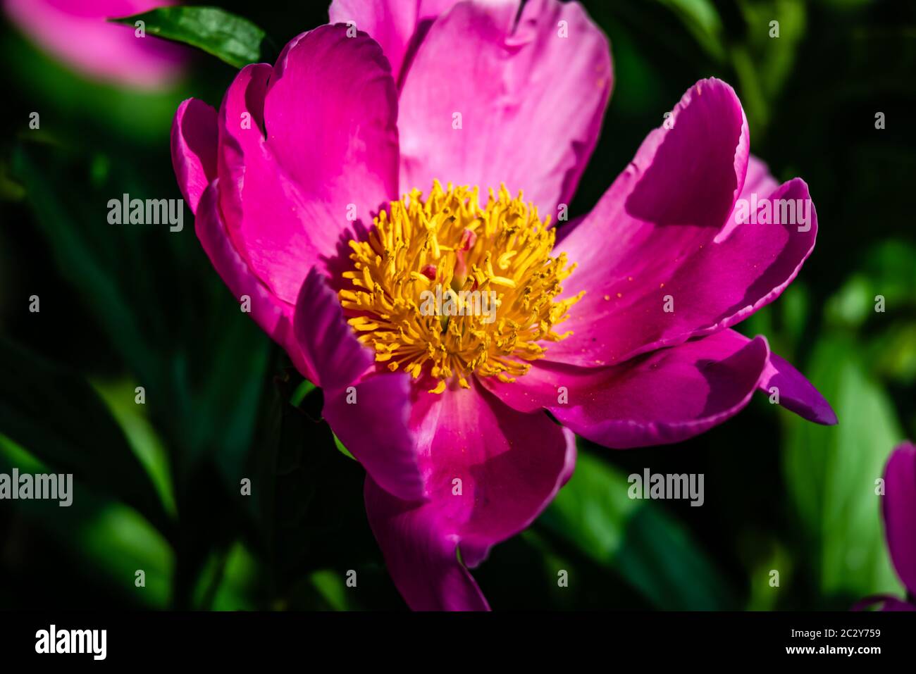 Fleurs de pivoine dans le jardin Banque D'Images