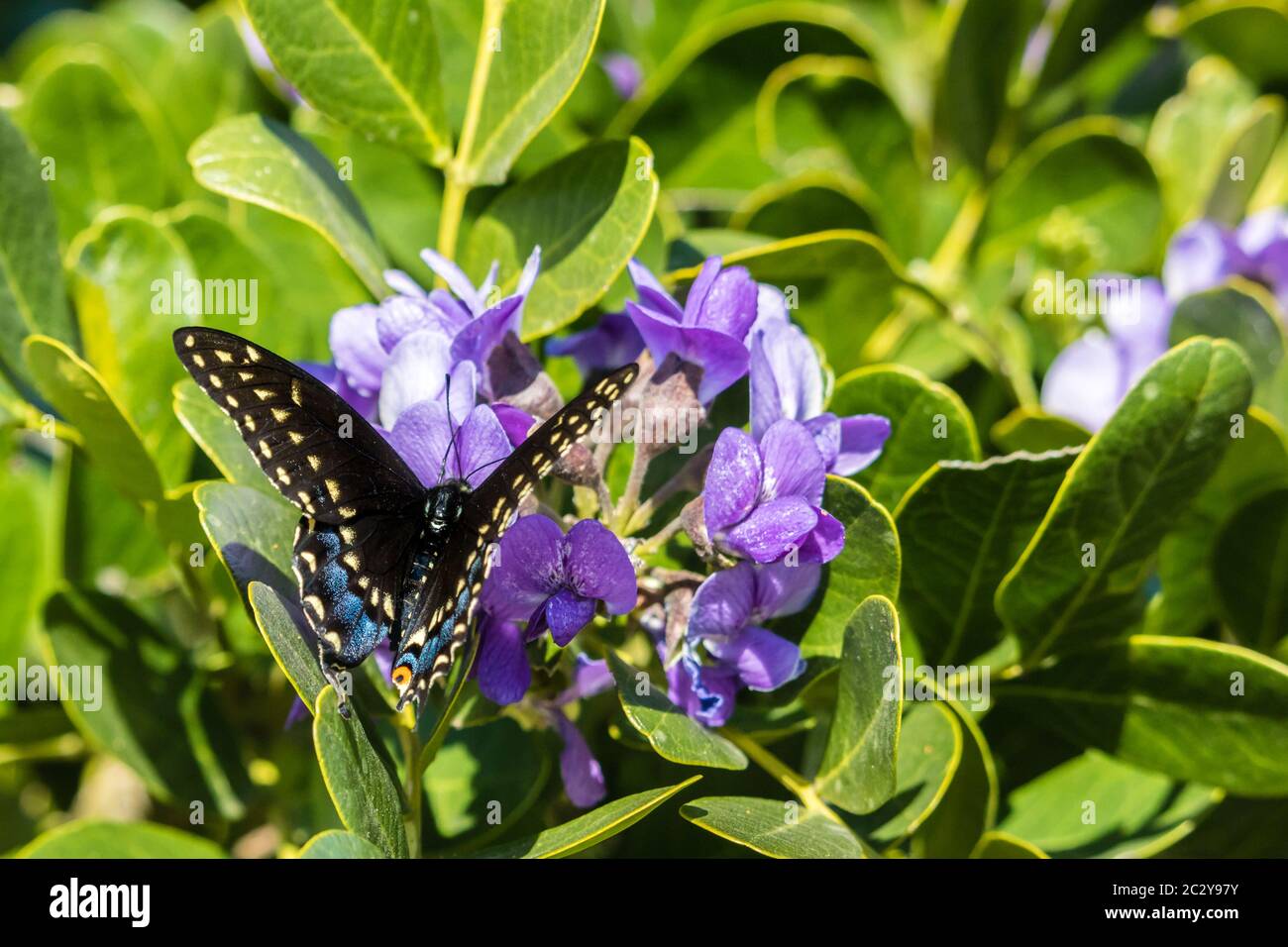 Papillon noir sur un Laurier de montagne à fleur pourpre Banque D'Images