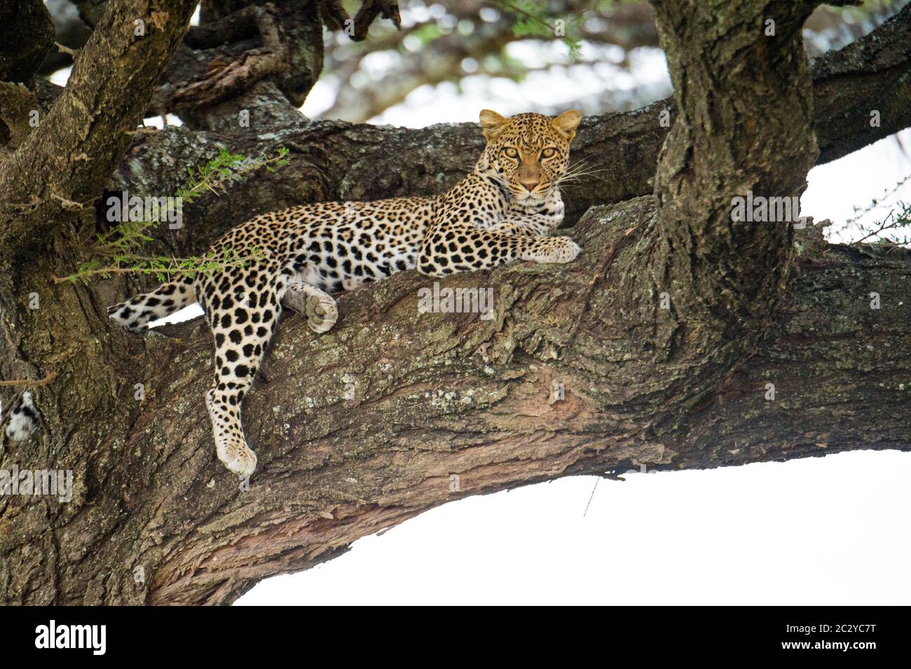 Léopard (Panthera pardus) situé sur la branche, zone de conservation de Ngorongoro, Tanzanie, Afrique Banque D'Images