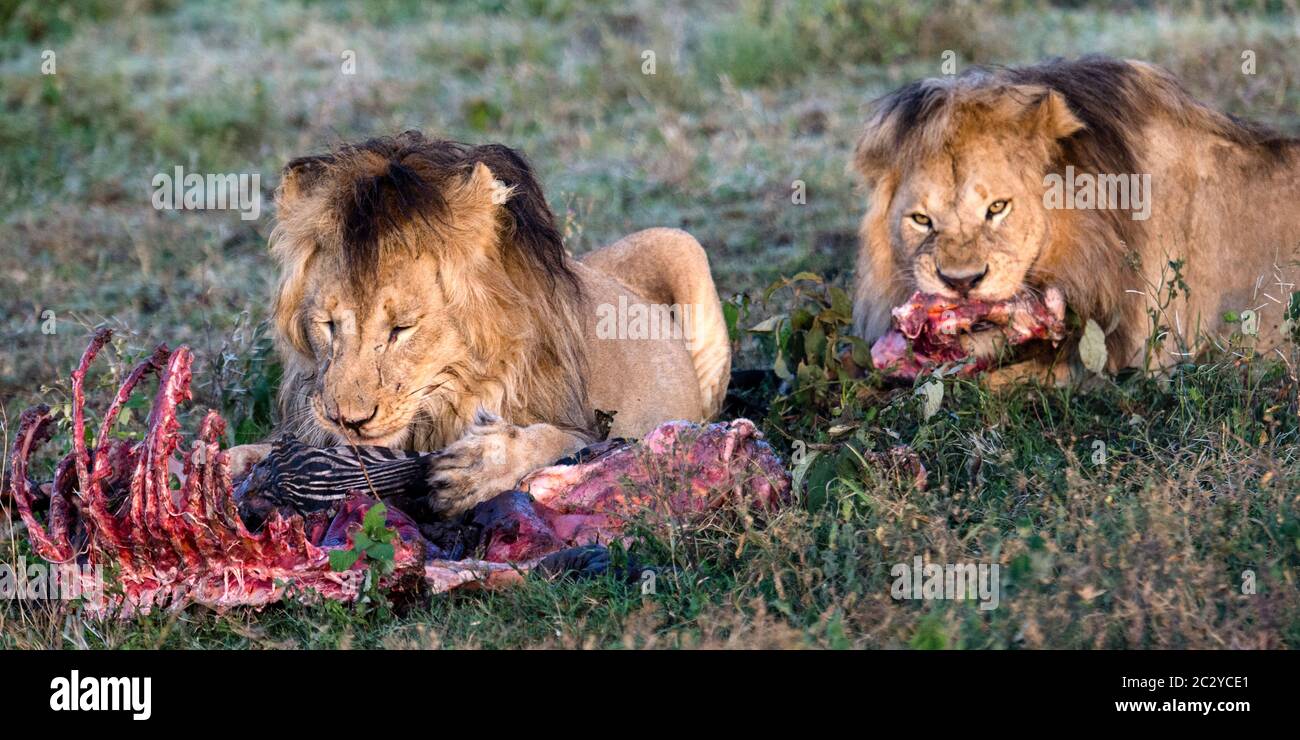 Deux lions (Panthera leo) se nourrissant de carcasses, zone de conservation de Ngorongoro, Tanzanie, Afrique Banque D'Images