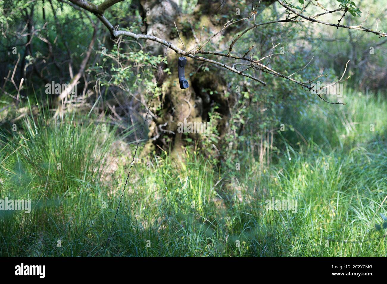 Ben A'an, Loch Lomond et parc national de Trossachs, Écosse, Royaume-Uni. 18 juin 2020. Photo : un récepteur téléphonique jeté est vu de façon aléatoire pendre des branches d'arbre près du bord de la route 200 du cœur. Crédit : Colin Fisher/Alay Live News Banque D'Images