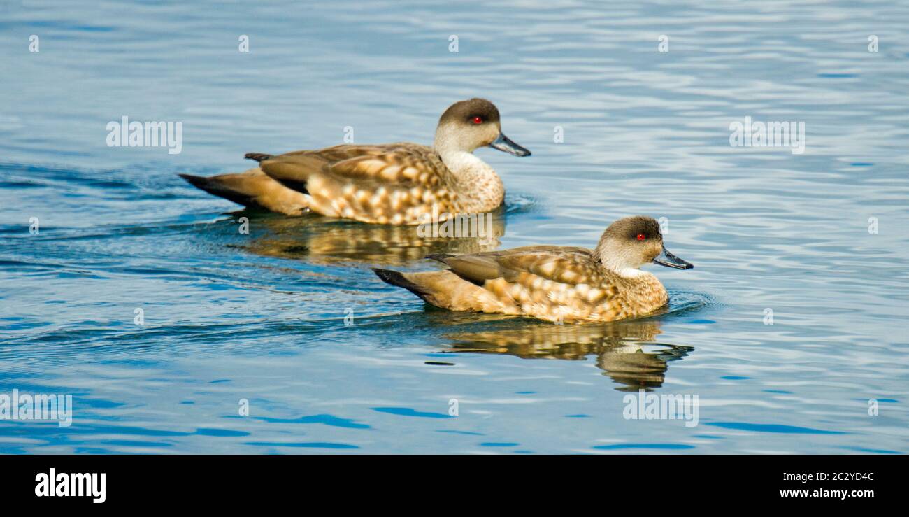 Deux canards Patagoniens à crête (Lophonetta spécularioides spécularioides) nageant côte à côte, Patagonie, Chili, Amérique du Sud Banque D'Images