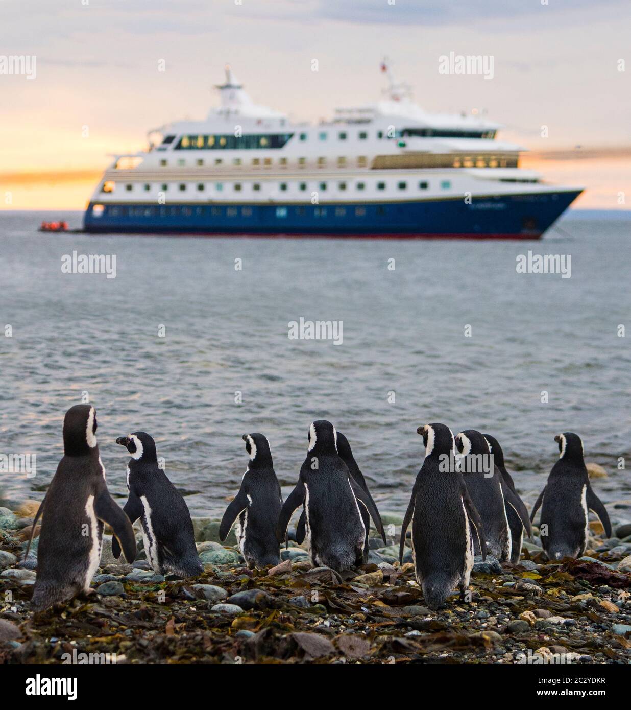 Troupeau de pingouins magellaniques (Spheniscus magellanicus) contre-vu avec un bateau de croisière, Patagonie, Chili, Amérique du Sud Banque D'Images