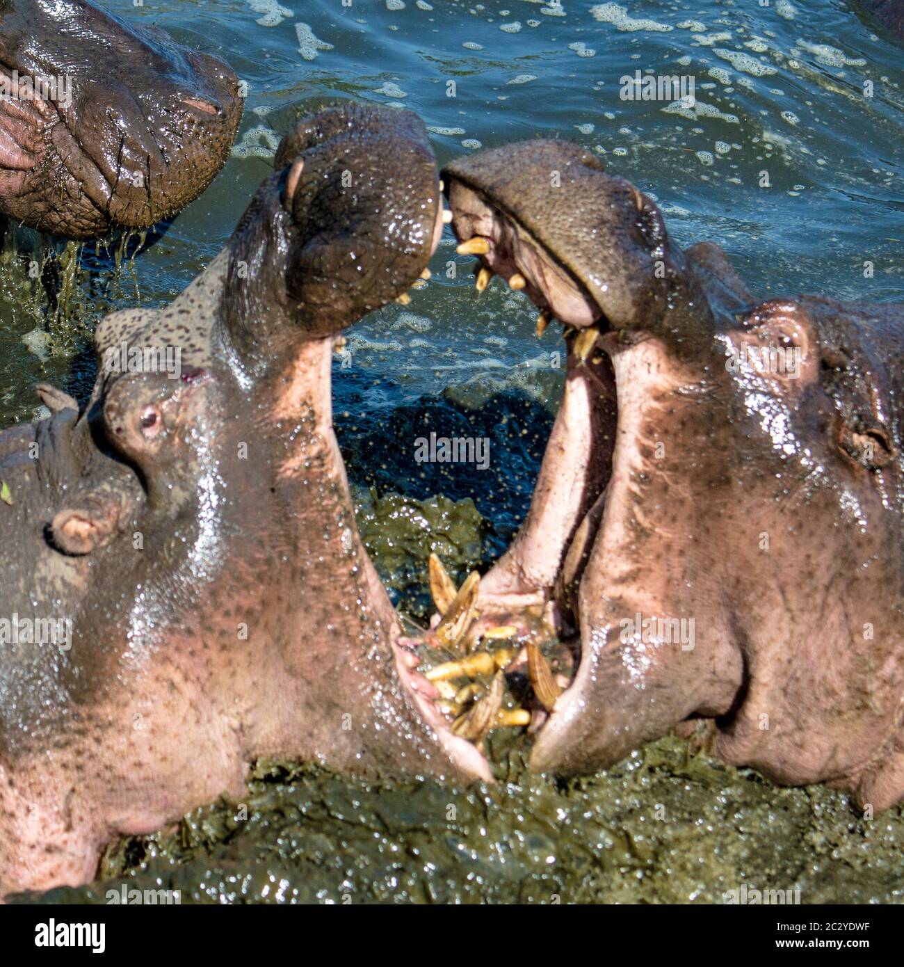 Confrontation avec l'hippopotame commun (Hippopotamus amphibius), Parc national du Serengeti, Tanzanie, Afrique Banque D'Images
