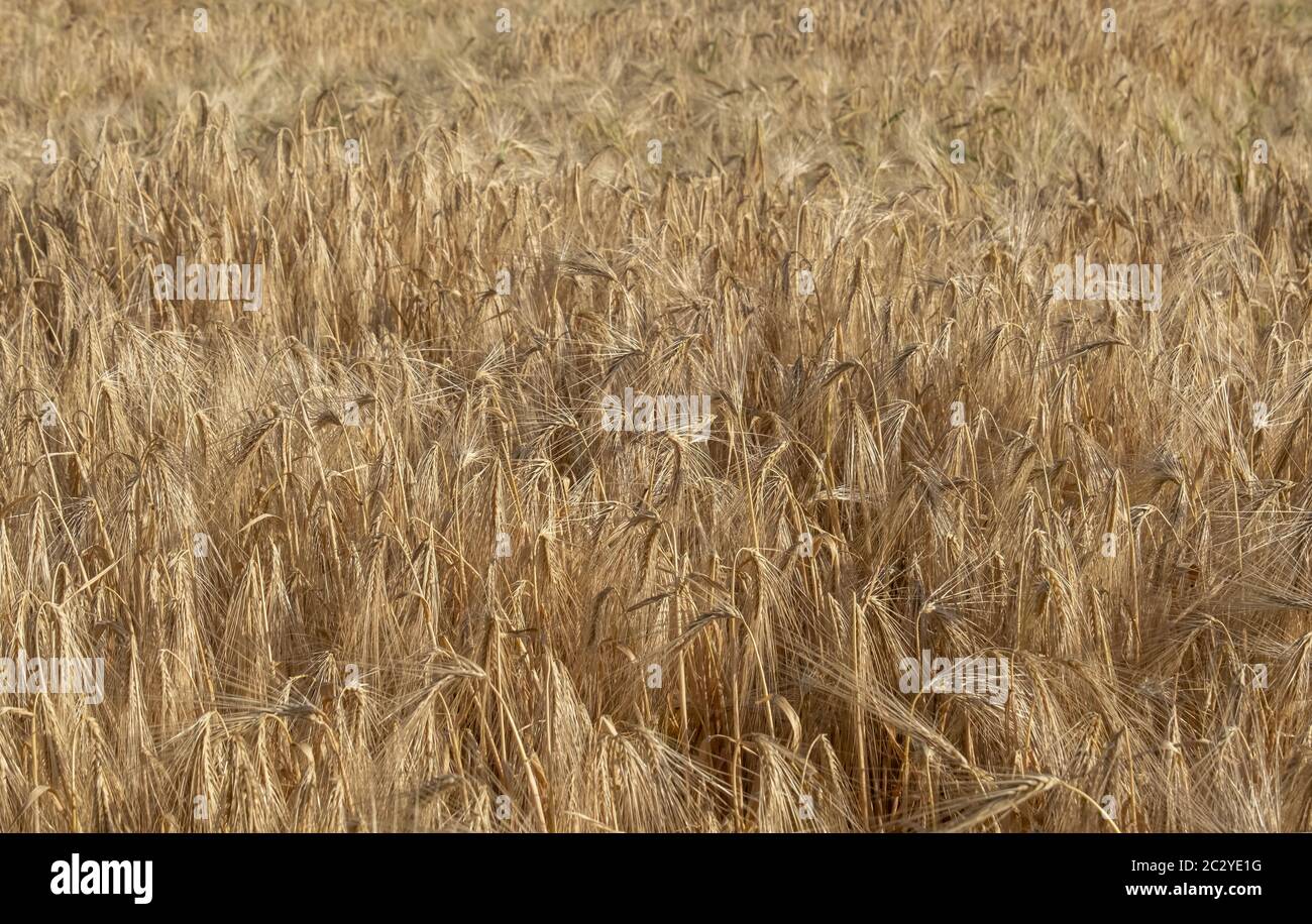 Champ d'orge (Hordeum vulgare) Banque D'Images