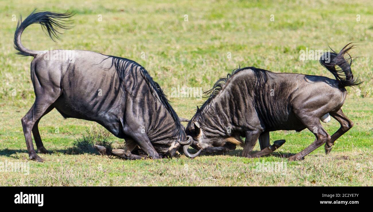 Duel GNU (C. taurinus mearnsi) à barbe blanche occidentale dans la zone de conservation de Ngorongoro, Tanzanie, Afrique Banque D'Images