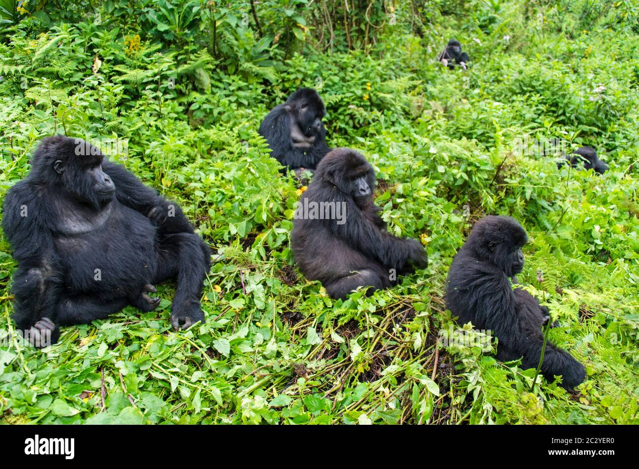 Groupe de gorilles de montagne (Gorilla beringei beringei) dans la verdure, Rwanda, Afrique Banque D'Images