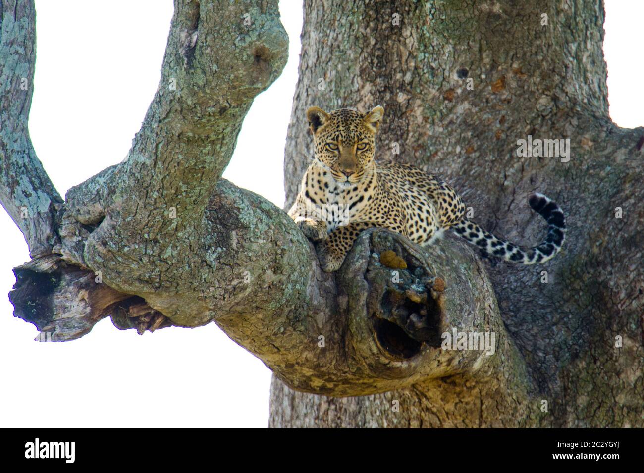 Léopard (Panthera pardus) situé sur la branche, Parc national du Serengeti, Tanzanie, Afrique Banque D'Images