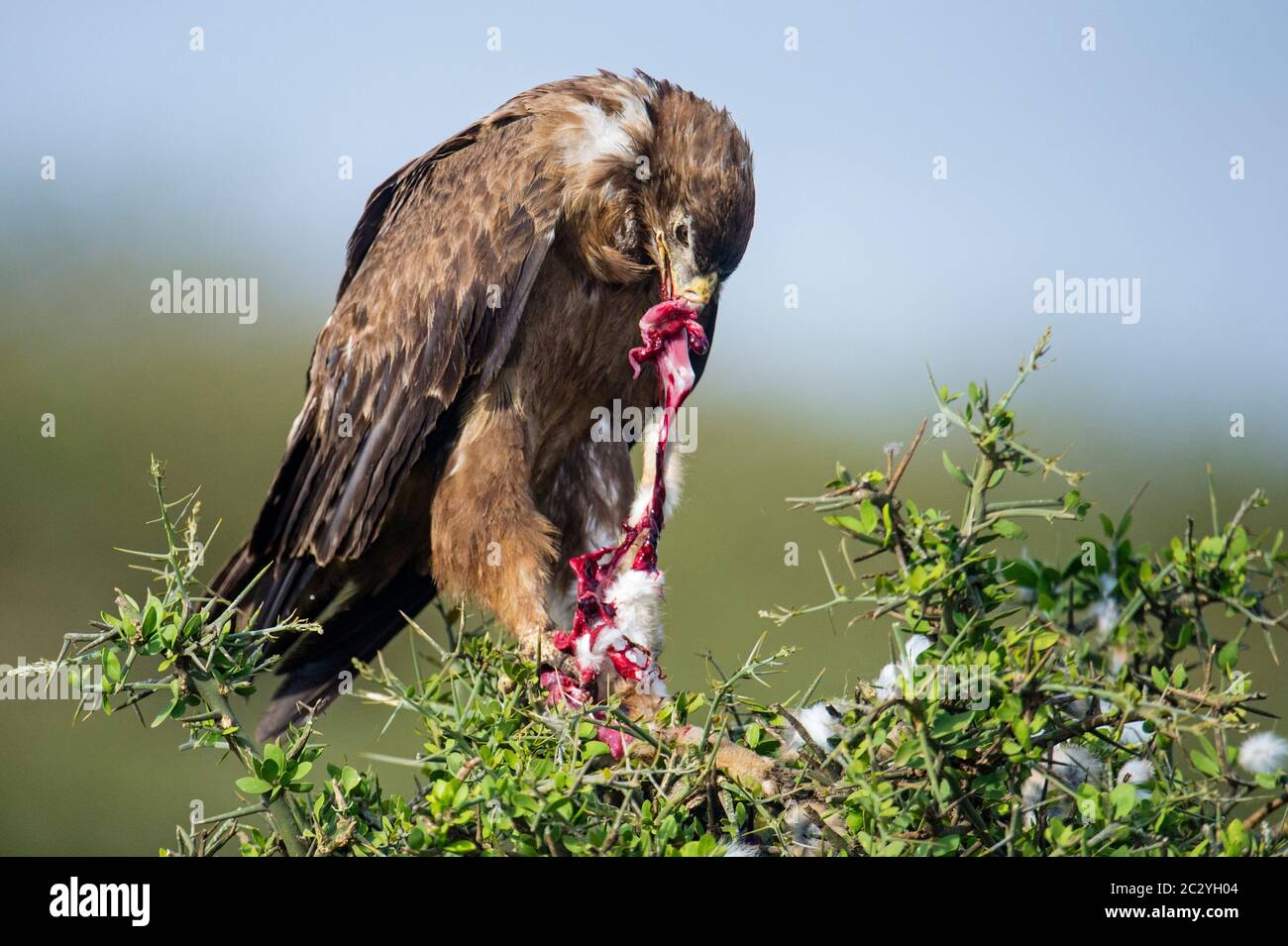 Gros plan de l'aigle tawny (Aquila rapax) tout en mangeant, zone de conservation de Ngorongoro, Tanzanie, Afrique Banque D'Images