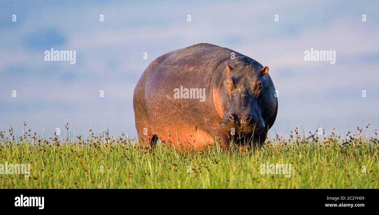Hippopotame commun (Hippopotamus amphibius) debout dans l'herbe, cratère de Ngorongoro, Tanzanie, Afrique Banque D'Images