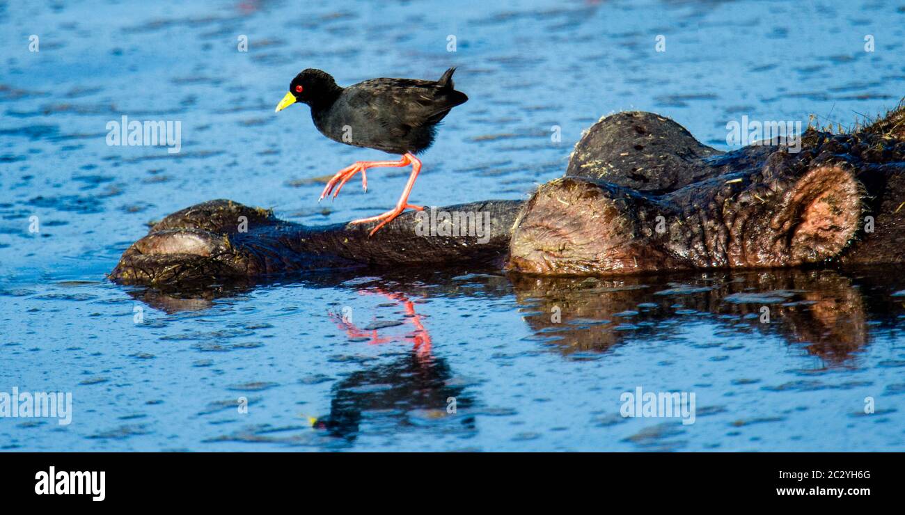 Gros plan d'oiseaux marchant sur l'hippopotame commun (Hippopotamus amphibius), cratère de Ngorongoro, Tanzanie, Afrique Banque D'Images