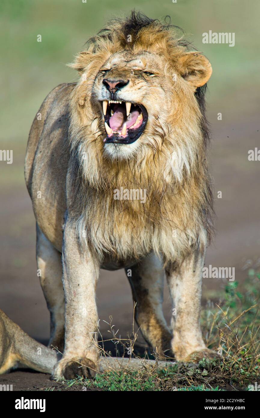 Gros plan portrait du lion (Panthera leo) avec la bouche ouverte, zone de conservation de Ngorongoro, Tanzanie, Afrique Banque D'Images