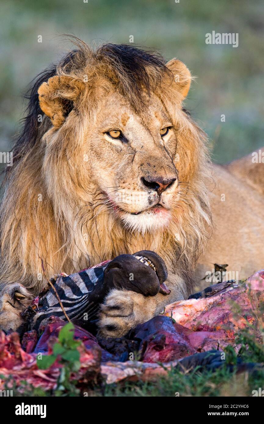 Gros plan du lion (Panthera leo) tout en mangeant, zone de conservation de Ngorongoro, Tanzanie, Afrique Banque D'Images