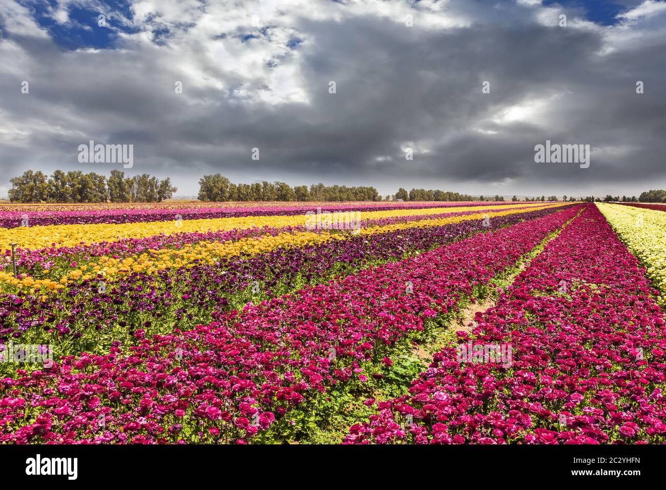 De fortes pluies s'obscurcissent sur le champ Banque D'Images