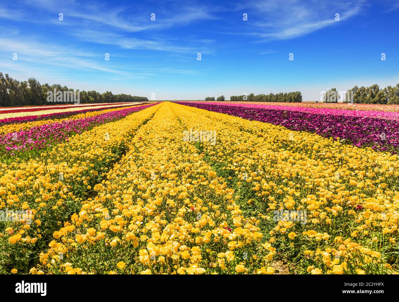 Le grand champ Banque D'Images