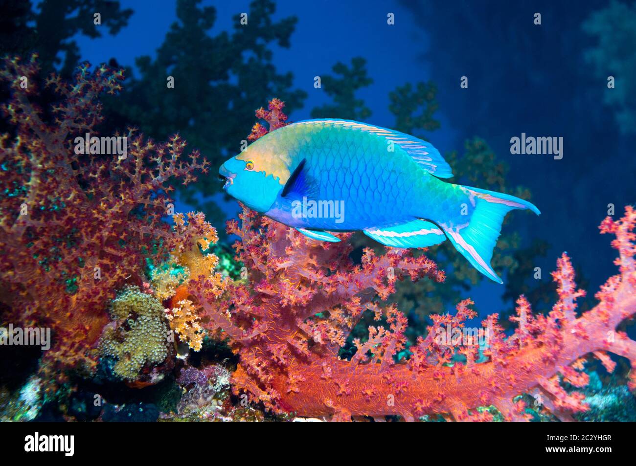 La groseguine ou le parrotfish de Singapour (Scarus prasiognathus) avec des coraux mous (Dendronephthya sp). Mer d'Andaman, Thaïlande. Banque D'Images