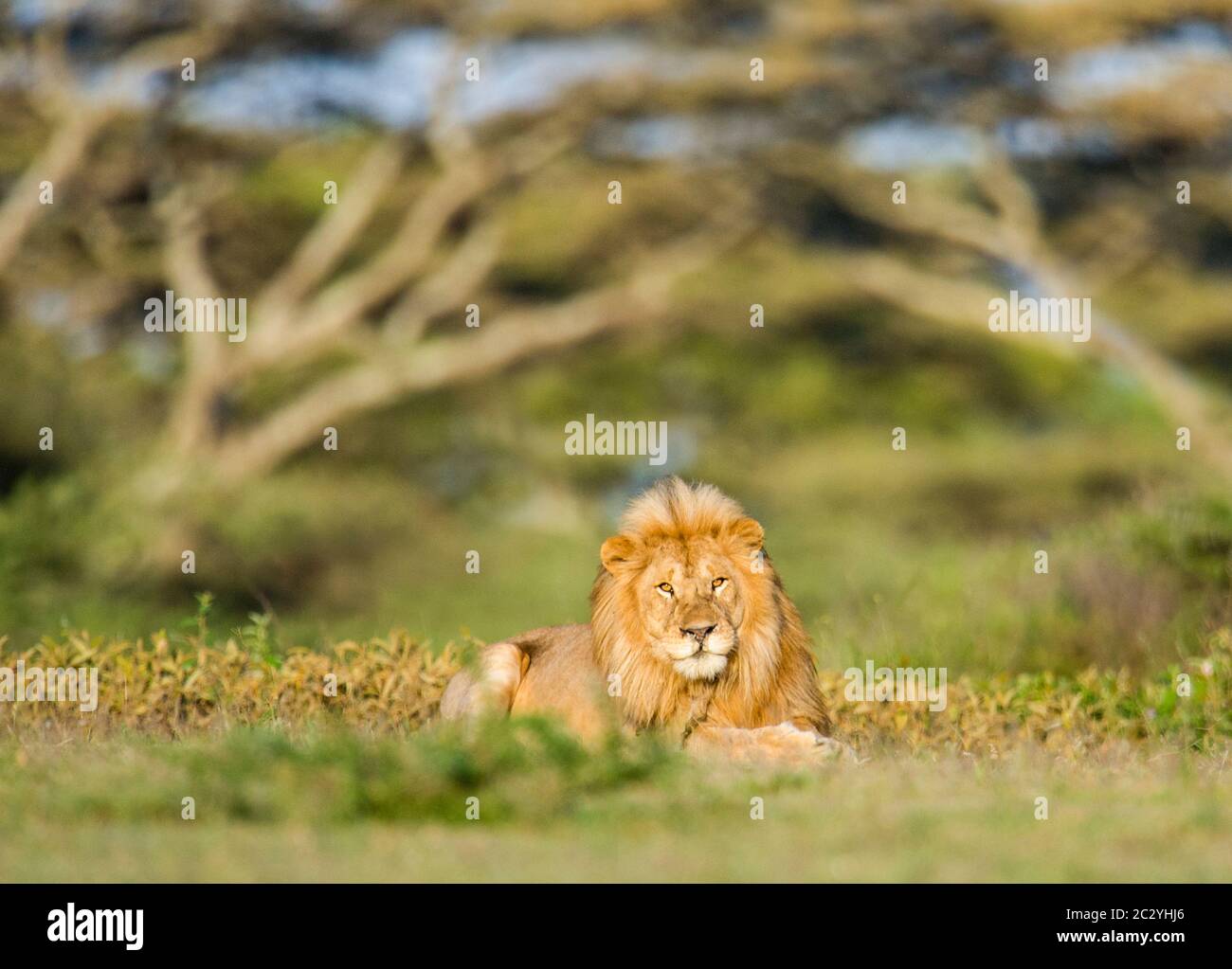 Portrait du lion (Panthera leo) reposant sur l'herbe, zone de conservation de Ngorongoro, Tanzanie, Afrique Banque D'Images