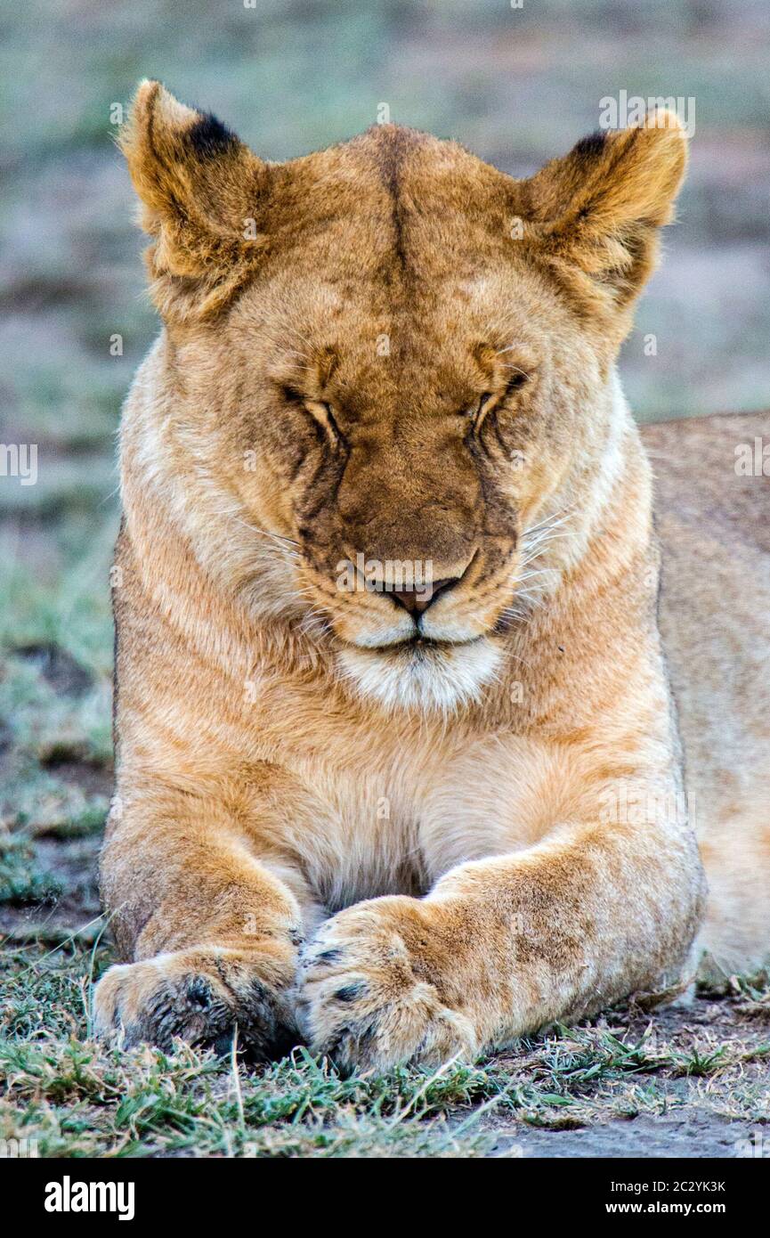 Portrait de la lionne (Panthera leo) en plein air, avec des yeux fermés, zone de conservation de Ngorongoro, Tanzanie, Afrique Banque D'Images