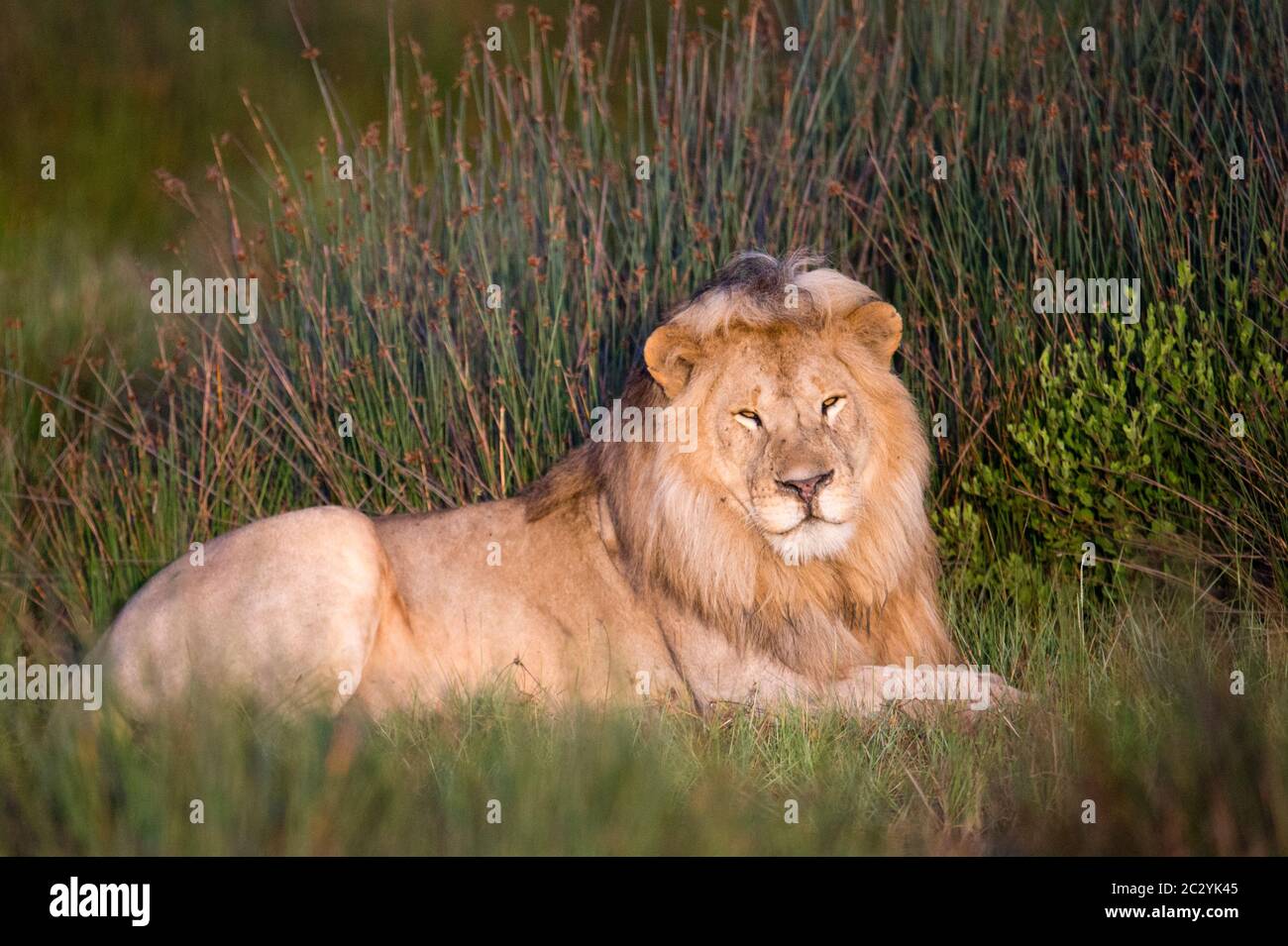 Gros plan du lion (Panthera leo), zone de conservation de Ngorongoro, Tanzanie, Afrique Banque D'Images
