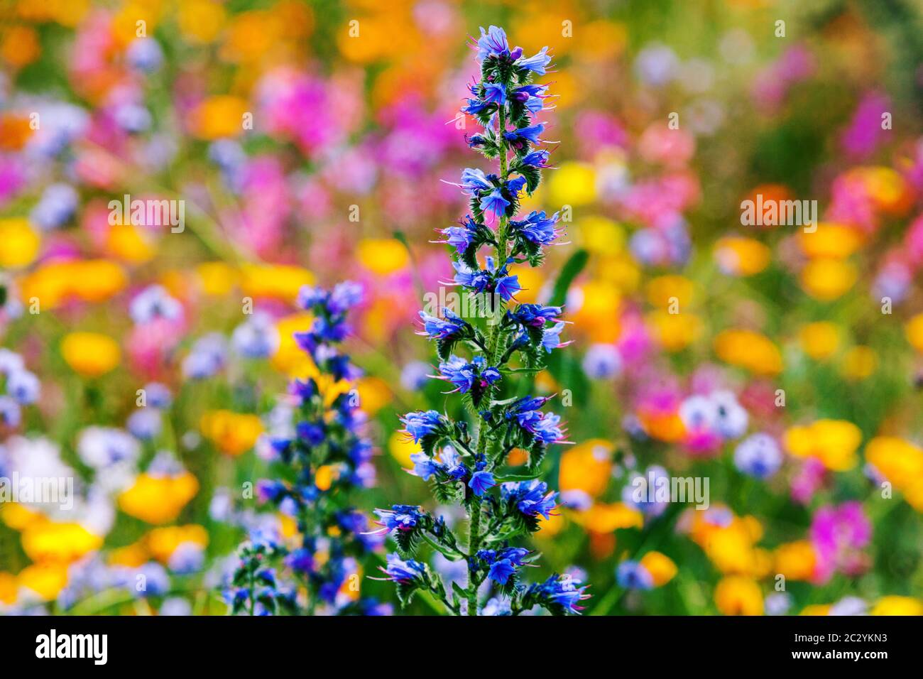 Jardin de fleurs sauvages fleurs colorées de prairie d'été Vipers bugloss Echium vulgare fleurs sauvages jardin de prairie juin fleurs colorées parterre de fleurs mixte Banque D'Images