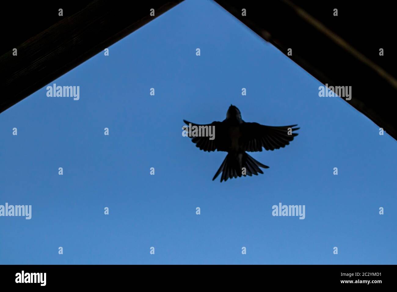 Hirondelle de grange avec ailes étalées Banque D'Images