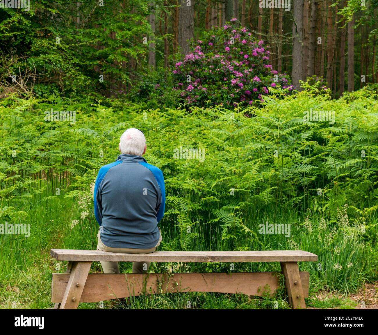 Homme solitaire senior assis sur un banc avec une végétation dense, des pins, des saumâtres et des fougères, Binning Wood, East Lothian, Écosse, Royaume-Uni Banque D'Images