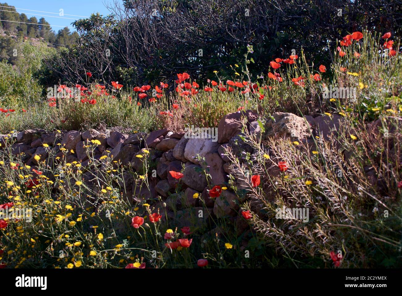 Champ plein de fleurs par jour ensoleillé, rochers, coloré, lumineux Banque D'Images