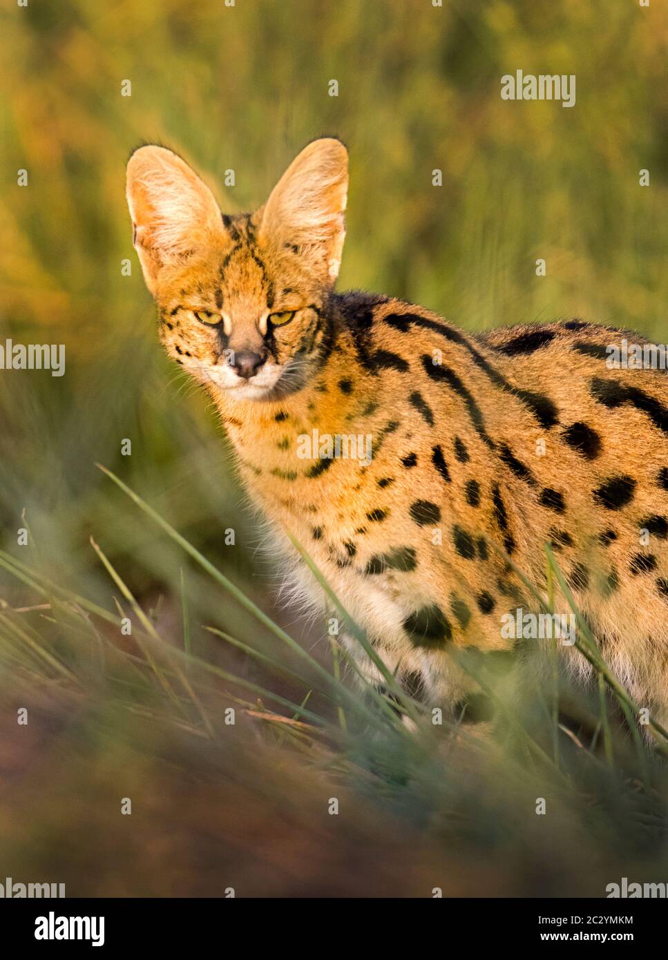 Gros plan du serval (Leptaturus serval), zone de conservation de Ngorongoro, Tanzanie, Afrique Banque D'Images
