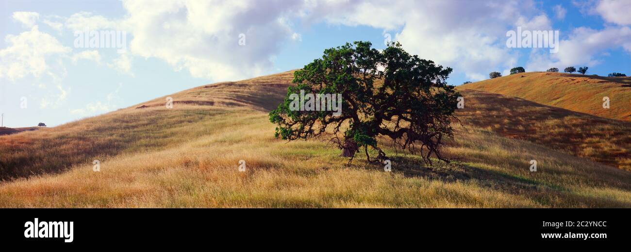 Nuages sur un chêne solitaire croissant sur une colline herbeuse, Californie, États-Unis Banque D'Images