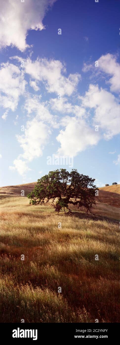 Nuages sur un chêne solitaire croissant sur une colline herbeuse, Californie, États-Unis Banque D'Images