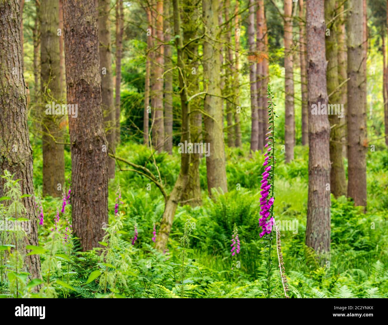 Forêt avec des pins denses, fougères, saumâtres et renards violets, Binning Wood, East Lothian, Écosse, Royaume-Uni Banque D'Images