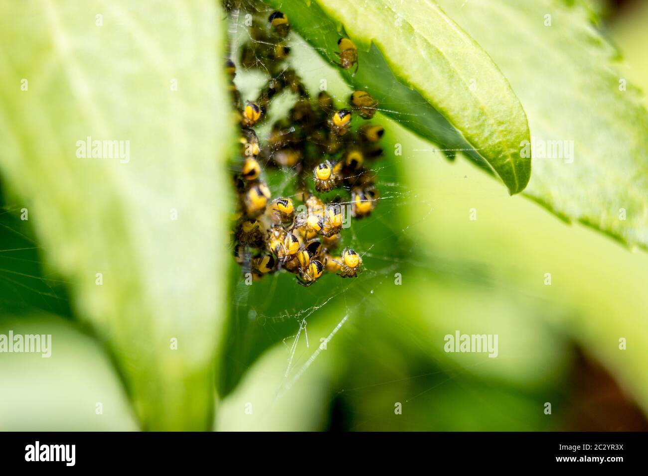 Macro d'araignée nichent avec de petites araignées jaunes araneus diadematus sur les feuilles de la forêt Banque D'Images