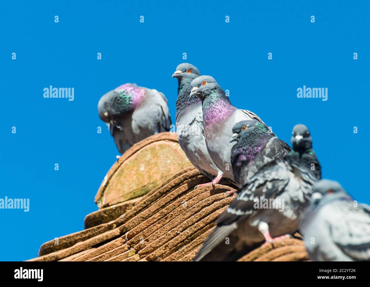 Une photo de pigeons sauvages colorés sur un toit. Banque D'Images