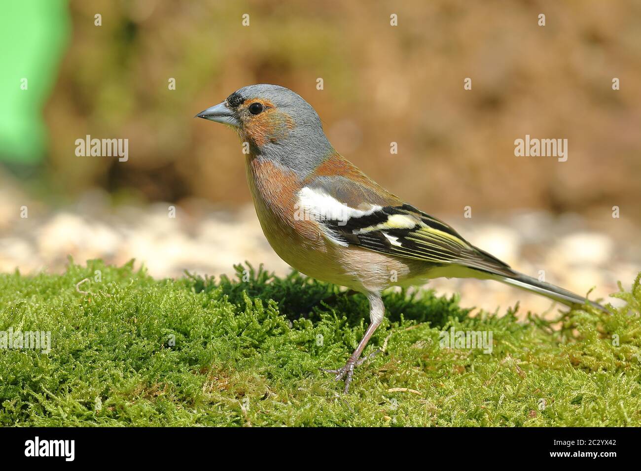 Chaffinch commun (Fringilla coelebs), homme en robe splendide, fourrageant sur le sol, Rhénanie-du-Nord-Westphalie, Allemagne Banque D'Images