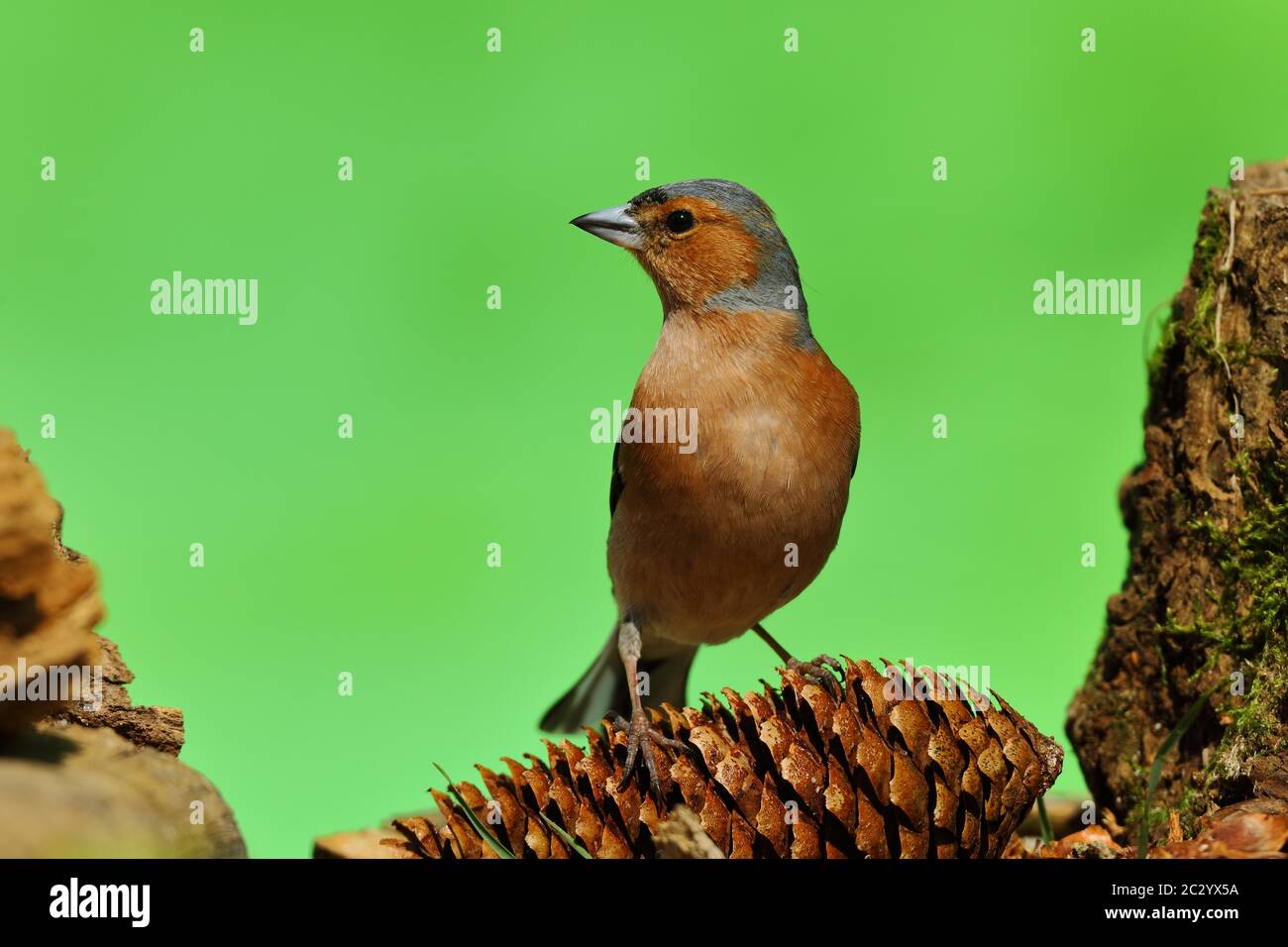 Chaffinch (Fringilla coelebs), mâles qui fourragent sur le sol, Rhénanie-du-Nord-Westphalie, Allemagne Banque D'Images