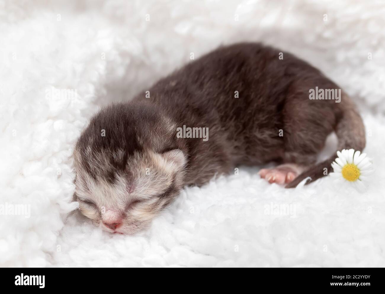 Un joli chaton nouveau-né dort très bien Banque D'Images