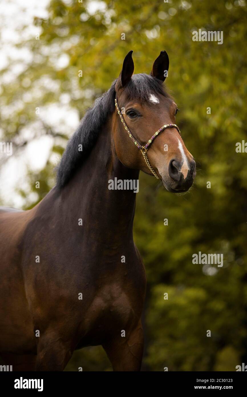 Portrait de cheval holsteiner de la baie de jument Banque de photographies  et d'images à haute résolution - Alamy