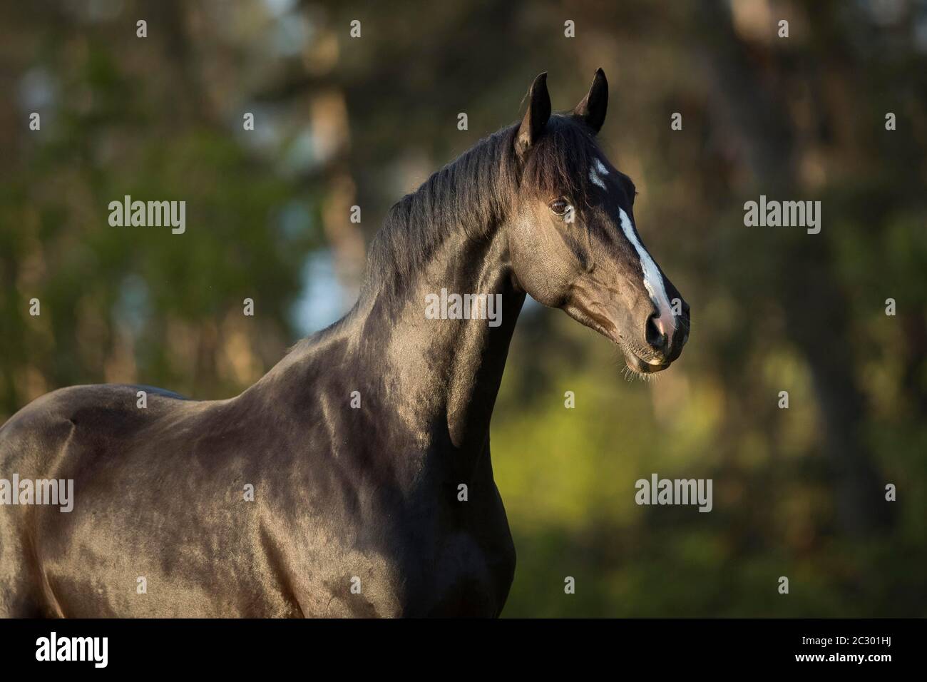 WarmBlood gelding noir en portrait sur le pâturage, Waldviertel, Autriche Banque D'Images