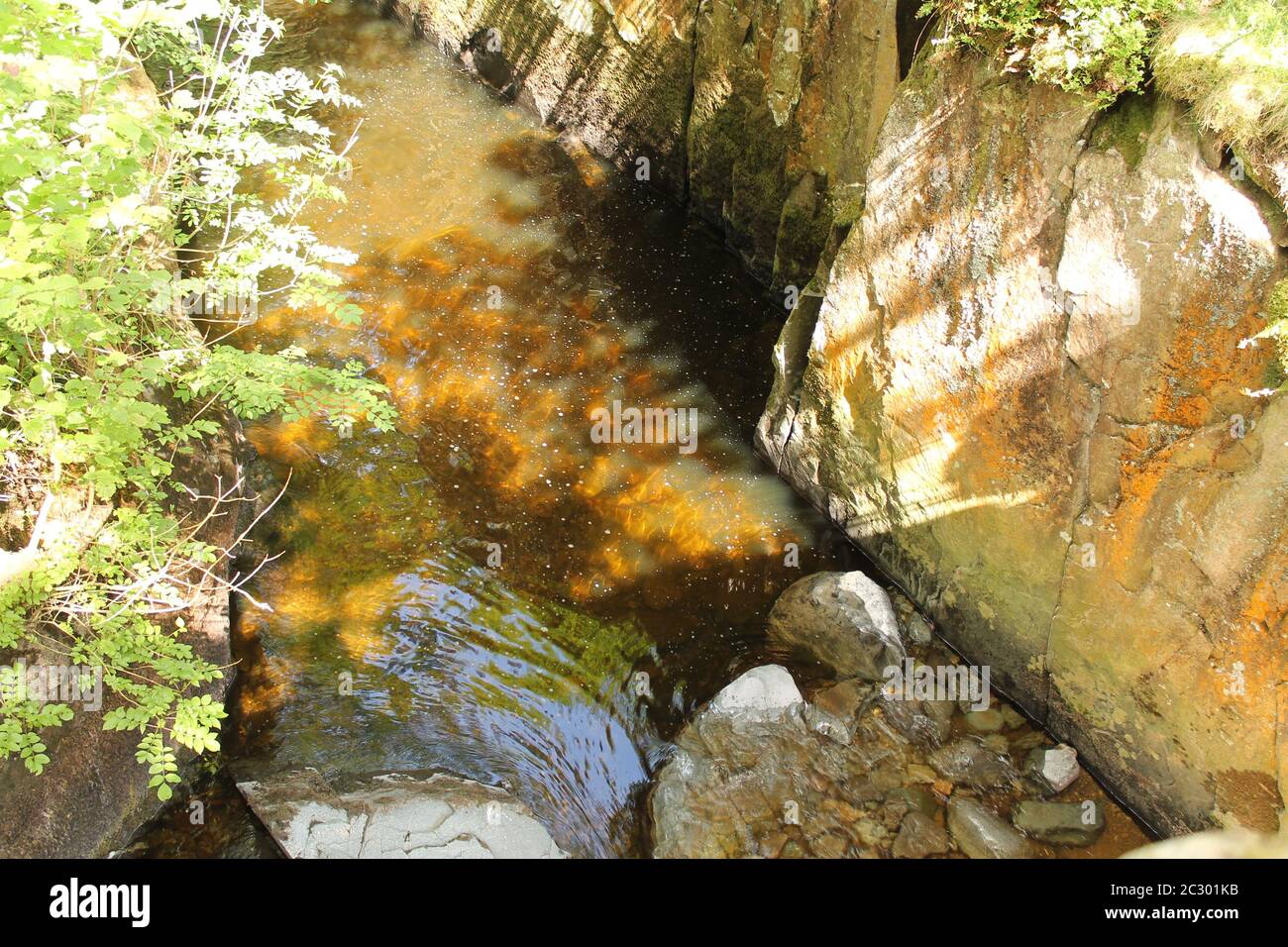 Arbres et paysages Banque D'Images