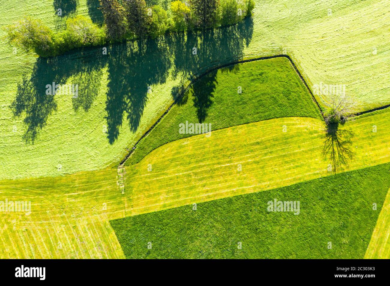 Paysage culturel, prés partiellement fauchée d'en haut, près de Hopferau, tir de drone, forêt alpine, Allgaeu est, Allgaeu, Swabia, Bavière, Allemagne Banque D'Images