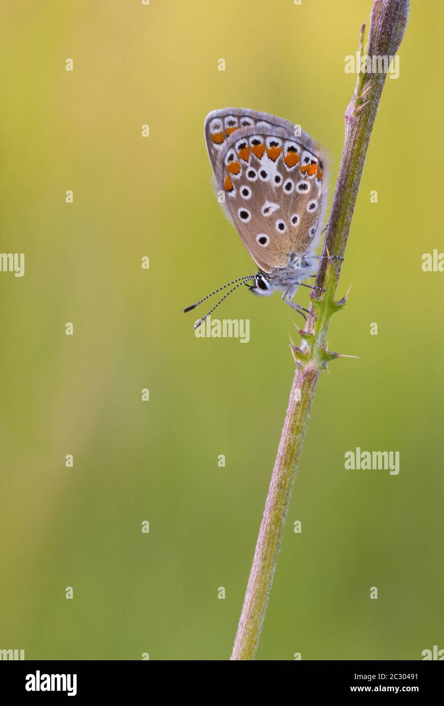 Le bleu d'Idas (Plebejus idas) est situé sur une paille, Bavière, Allemagne Banque D'Images