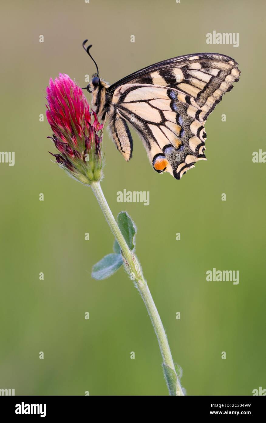 Queue d'aronde (Papilio machaon) assise sur le trèfle fleuri, Seewinkel, Autriche Banque D'Images