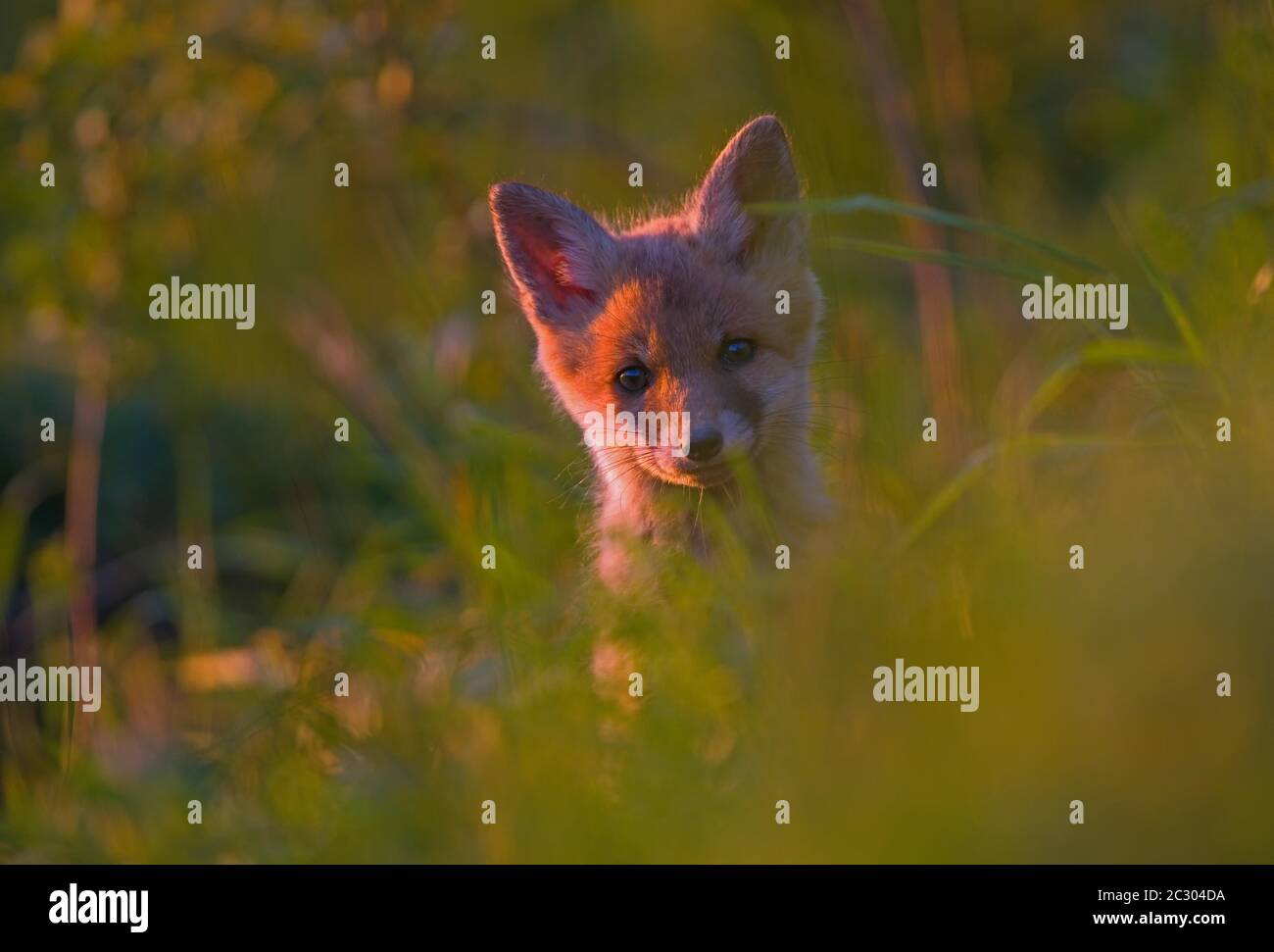 Jeune renard roux (vulpes vulpes), jeune animal dans l'herbe, portrait, Bavière, Allemagne Banque D'Images