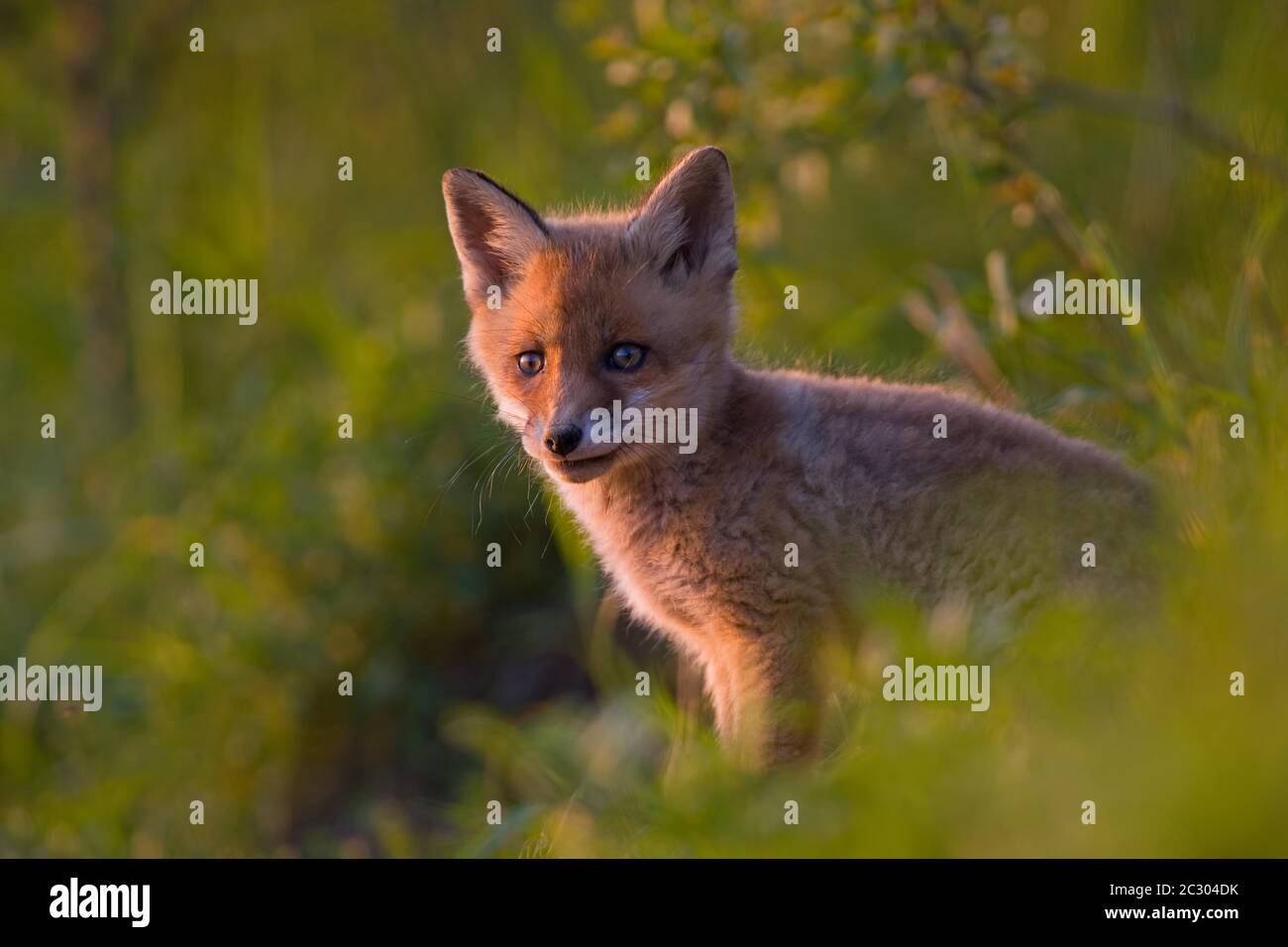Jeune renard roux (vulpes vulpes), jeune animal à l'entrée de Bau, Bavière, Allemagne Banque D'Images
