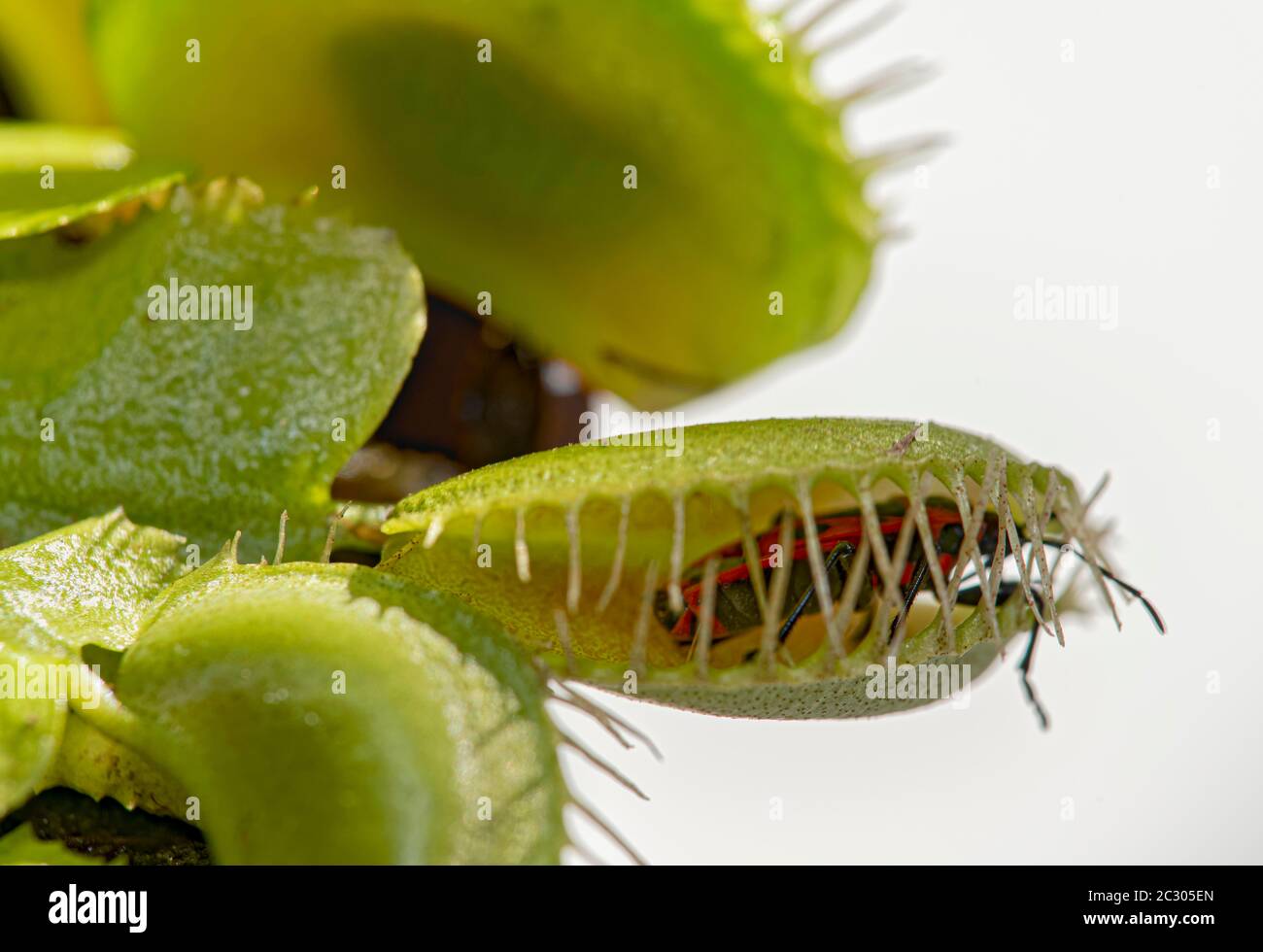 Pyrrhocoridae ( Pyrrhocoridae ) dans le piège à mouches de Vénus ( Dionaea muscipula ) Banque D'Images